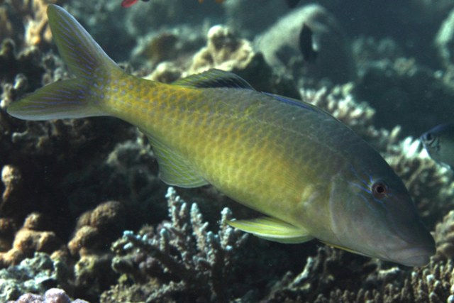 Parupeneus Cyclostomus